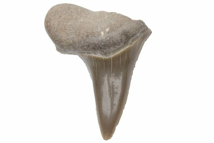 Bargain, Fossil Ginsu Shark (Cretoxyrhina) Tooth - Kansas #219174